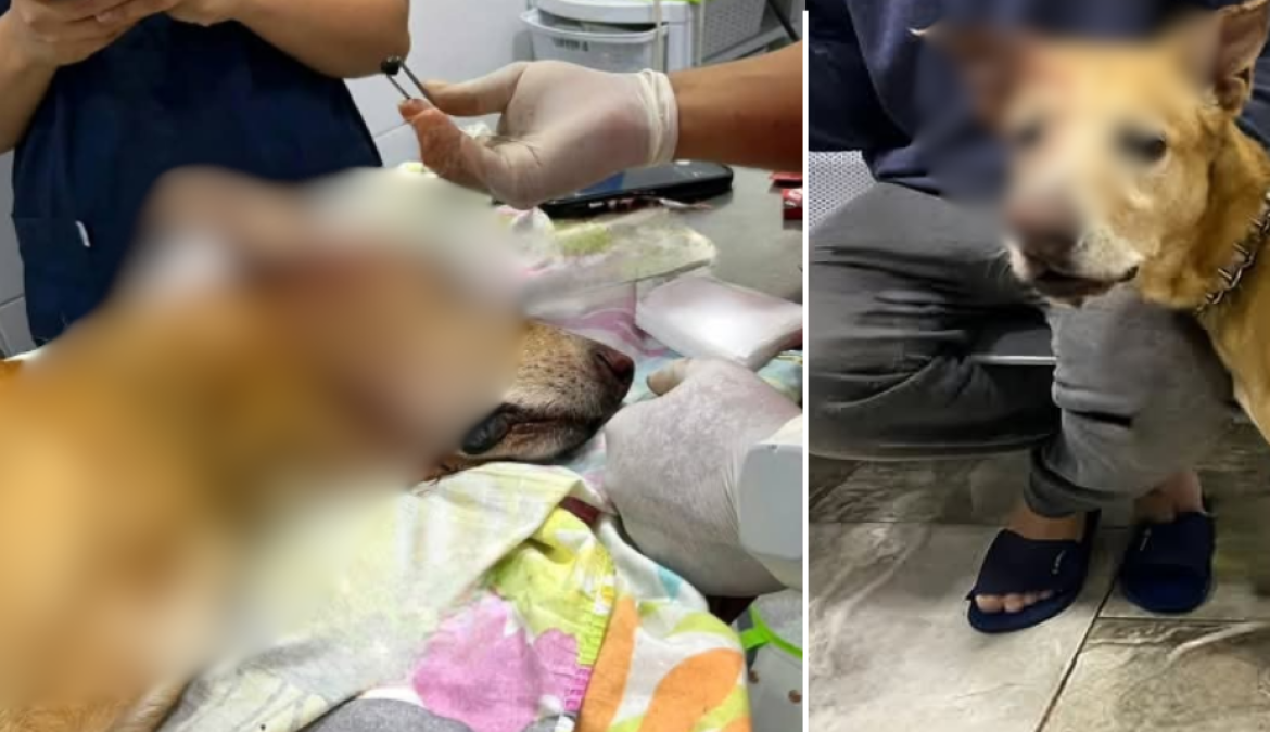 la mascota recibe atención veterinaria
